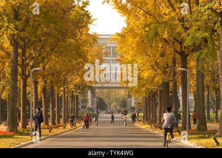 Ginkgo Allee, Chengdu Elektronik Universität Stockfoto