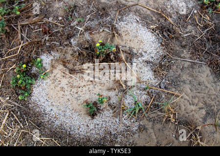 Rot (Oecophylla) Ameisen Masse auf der Erde bewegt sich in der Nähe von ameisenhaufen Stockfoto