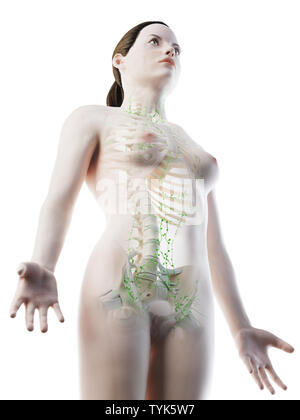 3D-Darstellung eines Weibchen des lymphatischen Systems Stockfoto