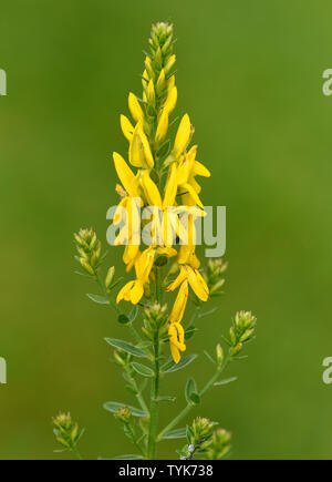 Faerberginster, Genista, dolmetsch Stockfoto