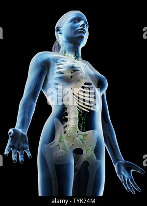 3D-Darstellung eines Weibchen des lymphatischen Systems Stockfoto