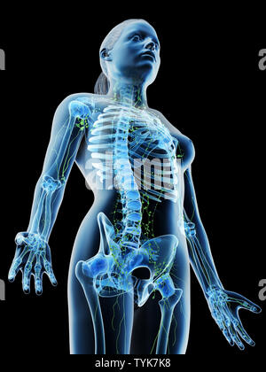 3D-Darstellung eines Weibchen des lymphatischen Systems Stockfoto