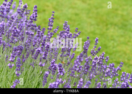 Lavendel, Lavendula, angustifolia Stockfoto