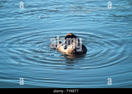 Reiherente Fütterung unter den Algen (pondweed), dann prink - Reinigen Sie die Federn (männlich und weiblich) Stockfoto