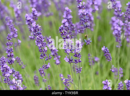Lavendel, Lavendula, angustifolia Stockfoto