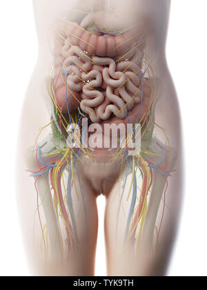 3D-Darstellung eines Weibchen abdomen Anatomie Stockfoto