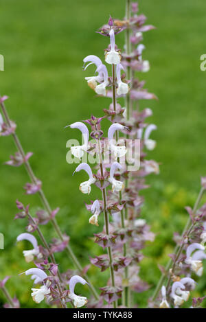 Muskatellersalbei, Salvia sclarea, Stockfoto