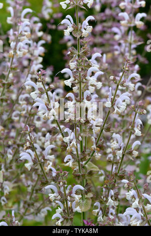 Muskatellersalbei, Salvia sclarea, Stockfoto