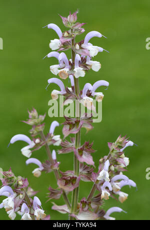 Muskatellersalbei, Salvia sclarea, Stockfoto