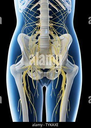 3D-Darstellung eines Weibchen lumbalen Nerven Stockfoto