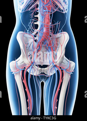 3D-Darstellung eines Weibchen Abdominalgefäß- system Stockfoto