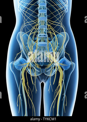 3D-Darstellung eines Weibchen lumbalen Nerven Stockfoto