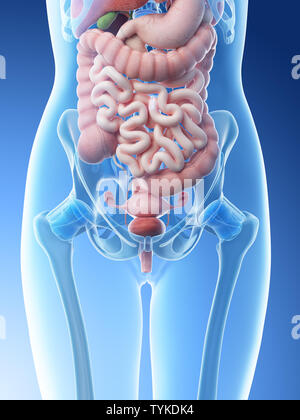 3D-Darstellung eines Weibchen Bauchorgane Stockfoto