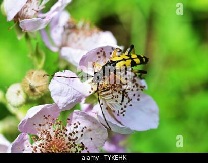 Longhorn beschmutzt - Rutpela maculata Stockfoto