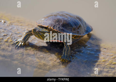 Western gemalte Schildkröte, (Chrysemmys pita bellii), Bosque Del Apache National Wildlife Refuge, New Mexico, USA. Stockfoto