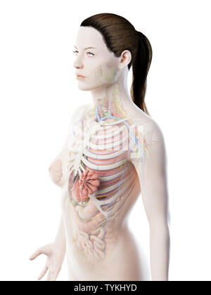 3D-Darstellung der weiblichen Anatomie der oberen Karosserie Stockfoto
