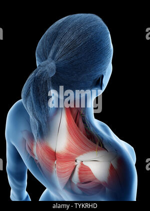 3D-Darstellung der weiblichen Anatomie der Zurück Stockfoto