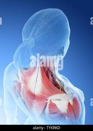3D-Darstellung der weiblichen Anatomie der Zurück Stockfoto