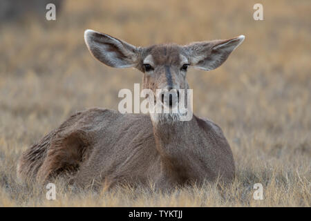 Rocky Mountain Mule Deer doe gebettet. Bosque Del Apache National Wildlife Refuge, New Mexico, USA. Stockfoto