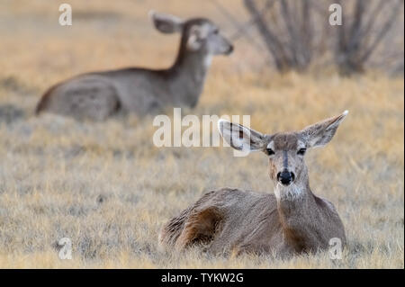 Rocky Mountain Mule Deer doe gebettet. Bosque Del Apache National Wildlife Refuge, New Mexico, USA. Stockfoto