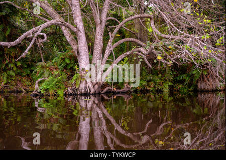 Afrika; Südafrika; Afrika; Maputaland, KwaZulu-Natal; Greater St. Lucia Wetlands, Kosi Bay Stockfoto