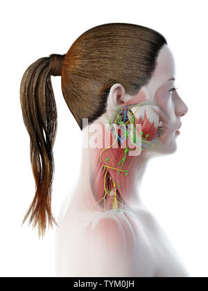 3D-Darstellung der weiblichen Anatomie des Halses Stockfoto