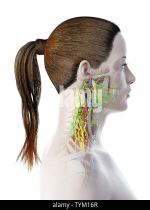 3D-Darstellung der weiblichen Anatomie des Halses Stockfoto