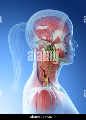 3D-Darstellung der weiblichen Anatomie des Halses Stockfoto
