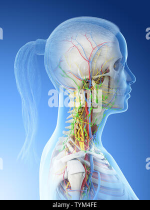 3D-Darstellung der weiblichen Anatomie des Halses Stockfoto