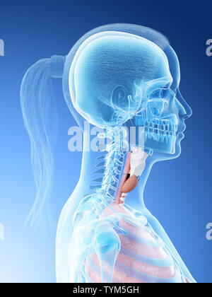 3D-Darstellung eines weiblichen Kehle Anatomie Stockfoto