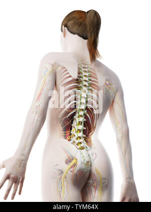 3D-Darstellung der weiblichen Anatomie Stockfoto