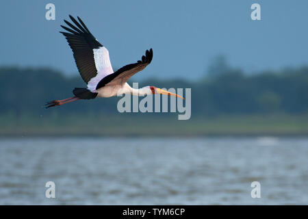 Afrika; Südafrika; Afrika; Maputaland; KwaZulu-Natal; Kosi Bay; Gelb Billed Stork; Mycteria Ibis. Stockfoto