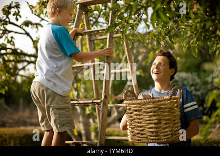 Lächelnd Teenager sein jüngerer Bruder helfen Frucht von einem Baum zu sammeln. Stockfoto