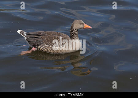 Graugans (Anser anser), Binnenalster, Hamburg, Deutschland Stockfoto