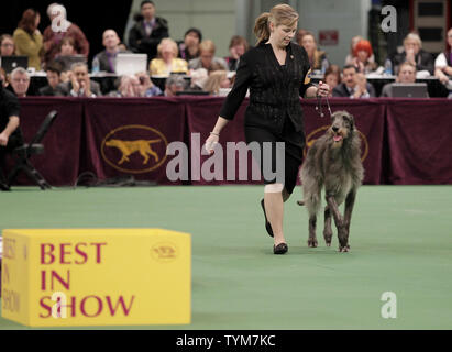 Hickory Wind, die Scottish Deerhound und Handler Angela Lloyd vor dem Richter vor dem Gewinn Best in Show auf der 135 Jährliche Westminster Kennel Club Dog Show im Madison Square Garden in New York City am 15. Februar 2011. UPI/John angelillo Stockfoto