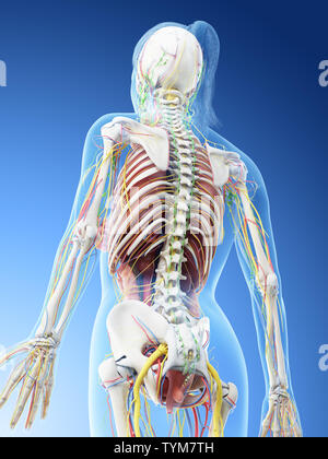 3D-Darstellung der weiblichen Anatomie Stockfoto