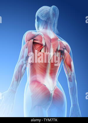 3D-Darstellung eines Weibchen Oberkörpermuskulatur Stockfoto