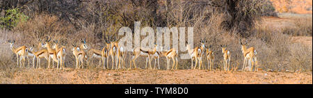 Springbock auf die afrikanische Savanne, Namibia. Stockfoto