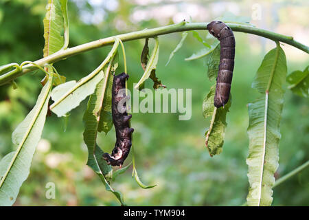 Zwei große Raupen von Deilephila elpenor (elephant Hawk-moth) die Blätter der Rosebay Weidenröschen essen oder Fireweed Stockfoto