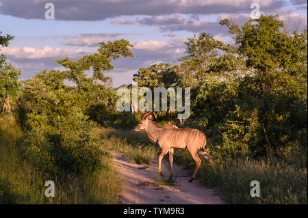 Afrika; Südafrika; Afrika; Nordöstlichen, Sabi Sand Private Game Reserve, Kudu Stockfoto