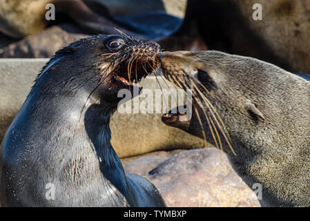 Ein männlicher Dichtung übt seine Autorität über eine Frau bei einer der größten Kolonien von Kap Seehunde in der Welt, Cape Cross, Skelettküste, Namibia Stockfoto