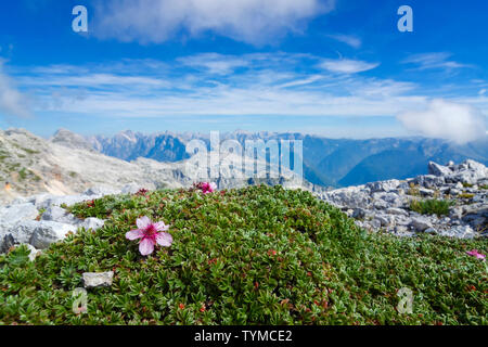 Alpine Landschaft mit blühenden Blumen zwischen den Felsen hoch oben am Berg. Herrliche Aussicht von Kanin Berg in Slowenien Stockfoto