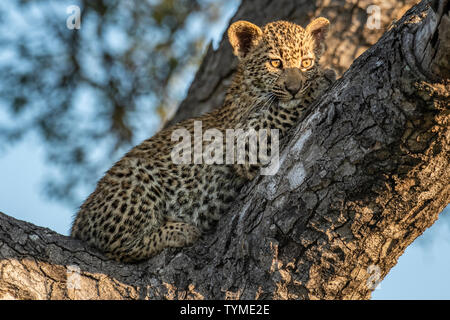 Afrika; Südafrika; Afrika; Nordosten; Sabi Sand Private Game Reserve; Leopard; Panthera pardus; Stockfoto