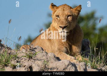 Afrika; Südafrika; Afrika; Nordosten; Sabi Sand Private Game Reserve; Löwe, Stockfoto