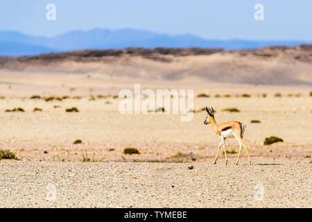 Springbock auf die afrikanische Savanne durch große Hitze Dunst schimmern, Namibia. Stockfoto