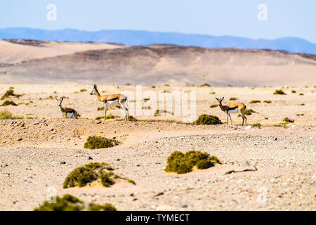 Springbock auf die afrikanische Savanne durch große Hitze Dunst schimmern, Namibia. Stockfoto