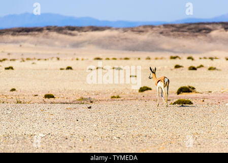 Springbock auf die afrikanische Savanne durch große Hitze Dunst schimmern, Namibia. Stockfoto