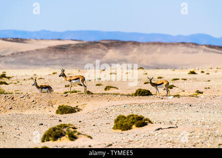 Springbock auf die afrikanische Savanne durch große Hitze Dunst schimmern, Namibia. Stockfoto