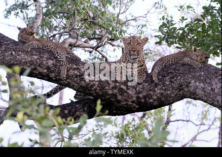 Afrika; Südafrika; Afrika; Nordöstlichen, Sabi Sand Private Game Reserve Stockfoto