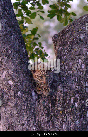 Afrika; Südafrika; Afrika; Nordöstlichen, Sabi Sand Private Game Reserve Stockfoto